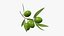 olive branch 3D