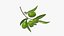 olive branch 3D
