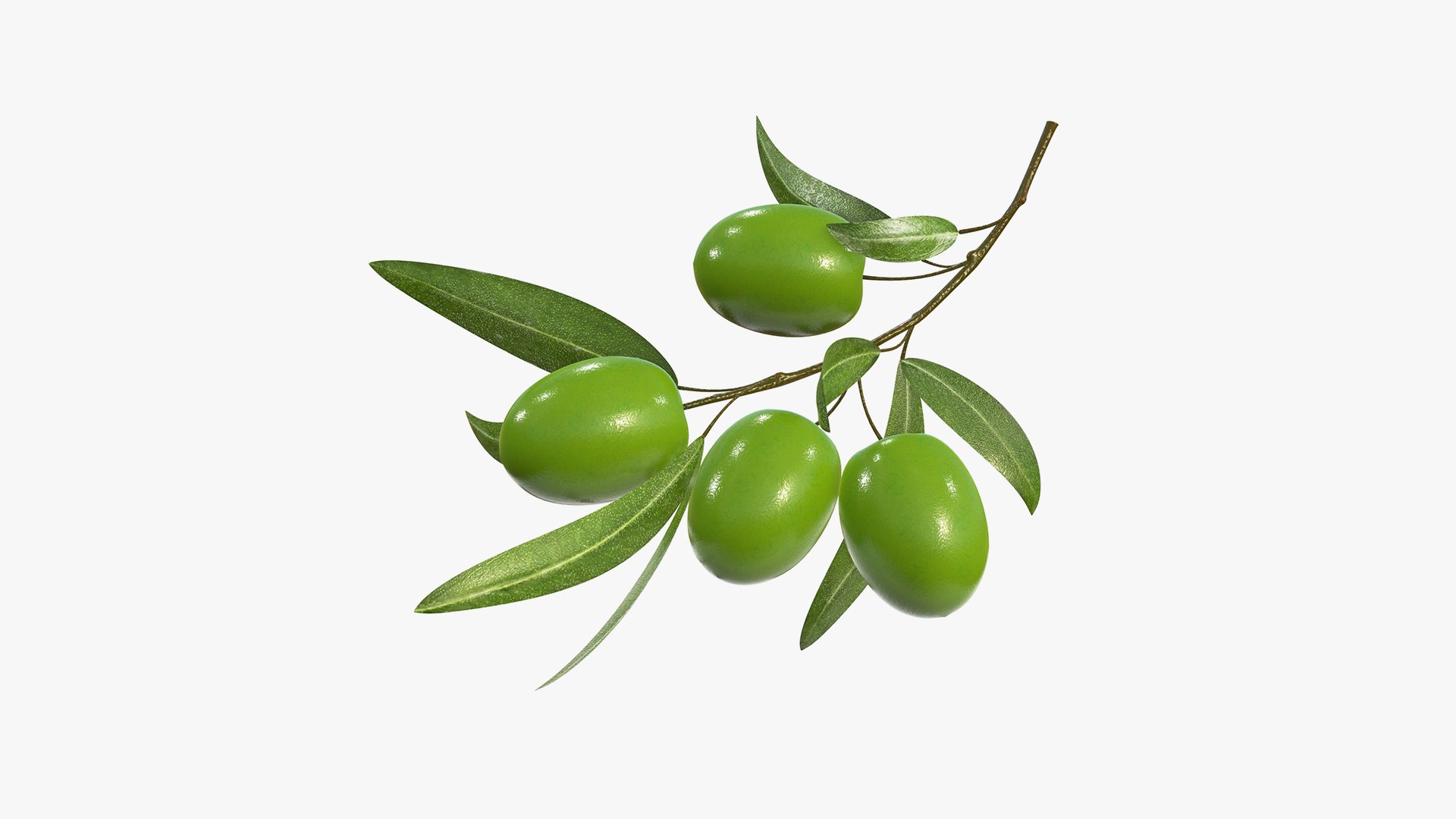 olive branch 3D https://p.turbosquid.com/ts-thumb/K5/hzJ5zU/Vu/_olive_branch1/jpg/1697181874/1920x1080/fit_q87/5ef24dd4675697bd352a5f81b9f4ed743d252cae/_olive_branch1.jpg