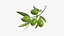 olive branch 3D