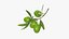 olive branch 3D