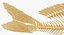 Esqueleto de carpa