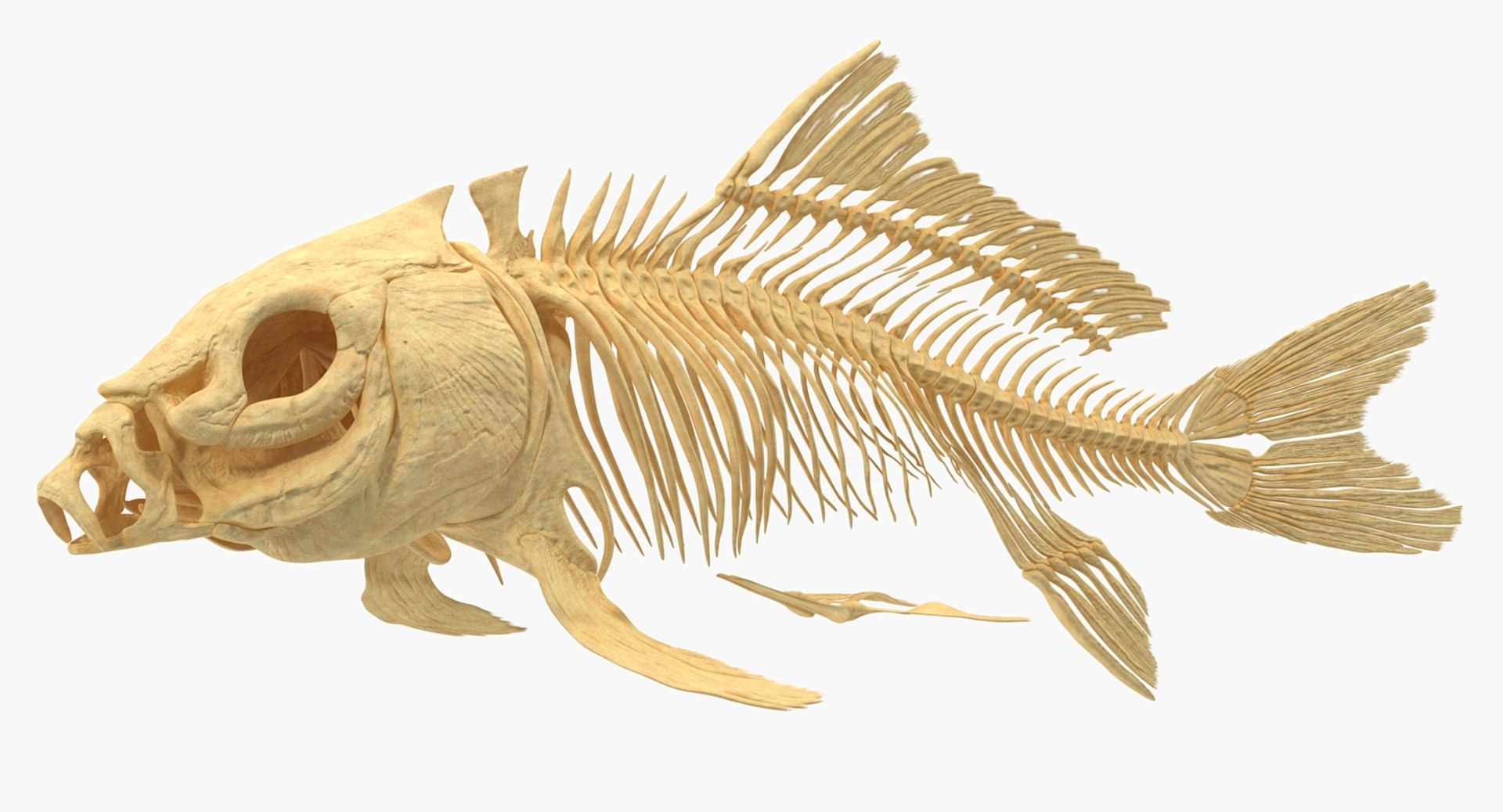 Animal Skeletons Collection 5 3D model https://p.turbosquid.com/ts-thumb/K5/saiqT6/NcBYVcWm/carpskeletonc4dmodel001/jpg/1649234386/1920x1080/fit_q87/83de02ecafaa6486c6bb342ab48f0cfdb8de9d4e/carpskeletonc4dmodel001.jpg