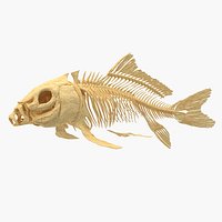 Carp Skeleton