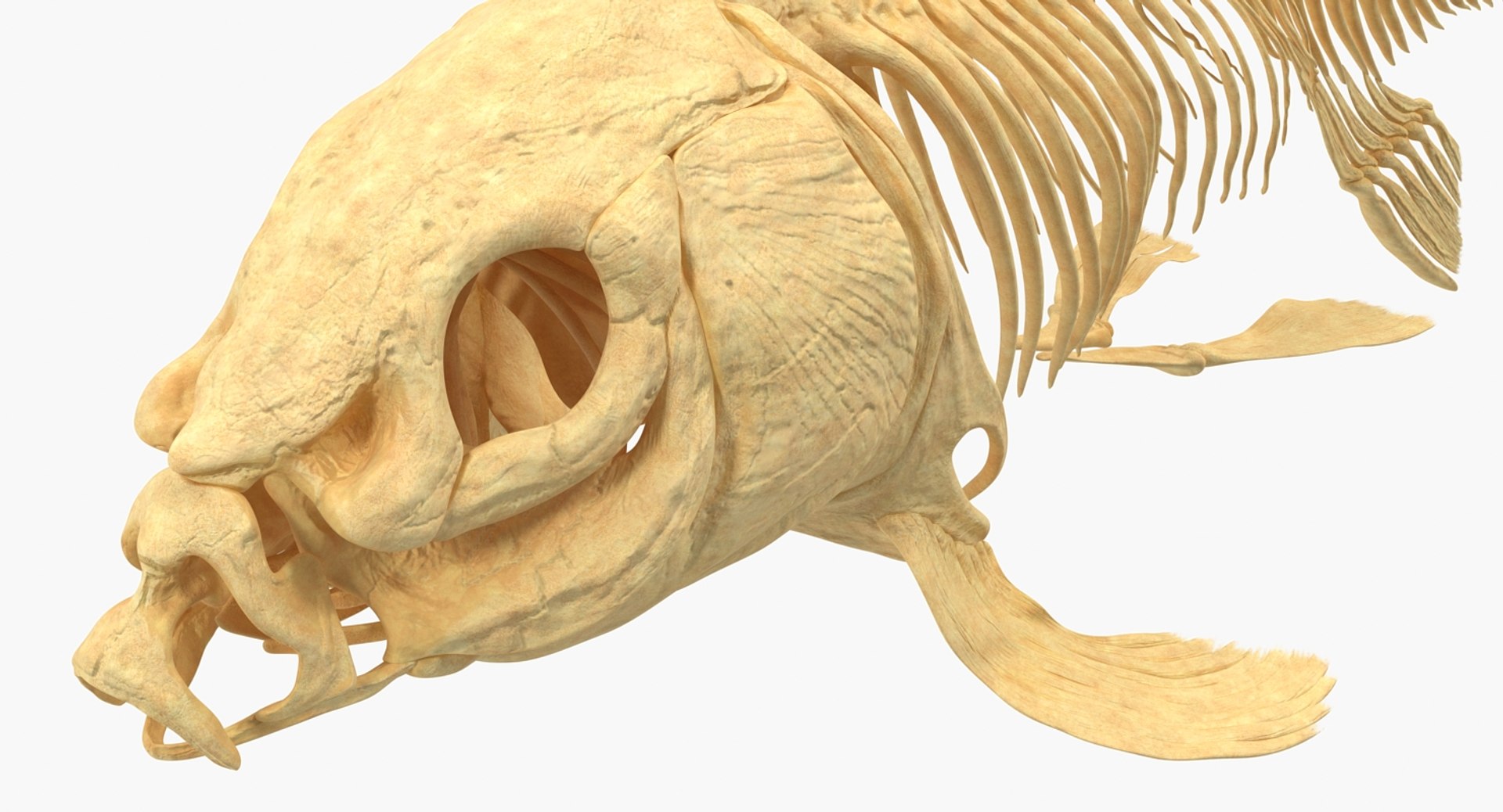 Carp skeleton 3D - TurboSquid 1328426