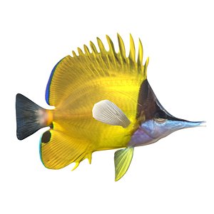 Longnose Butterflyfish 3D model