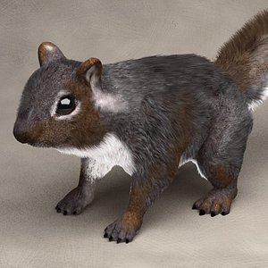 squirrel fur - 3ds