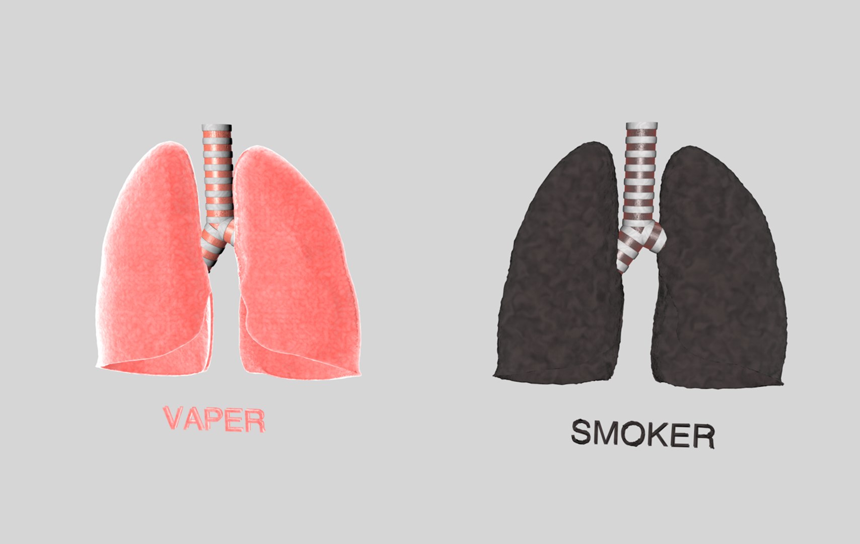 Human Lungs Smokers 3d C4d