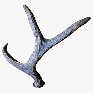 Scanned Antlers 01