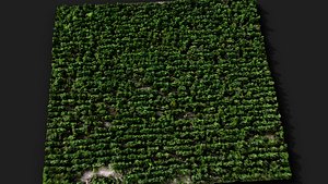 forest terrain ground trees area patch pt2 PBR photogrammetry 3D