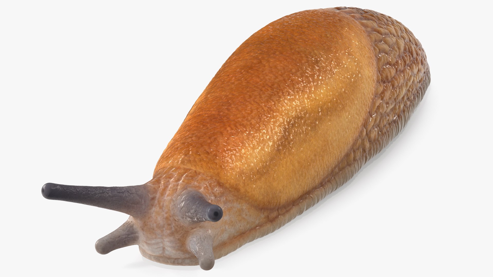 Slug Dusky Arion Rigged for Maya 3D model preview