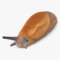Slug Dusky Arion Rigged for Maya