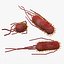 E.Coli Bacteria