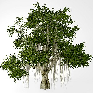 chinese banyan tree 3d max