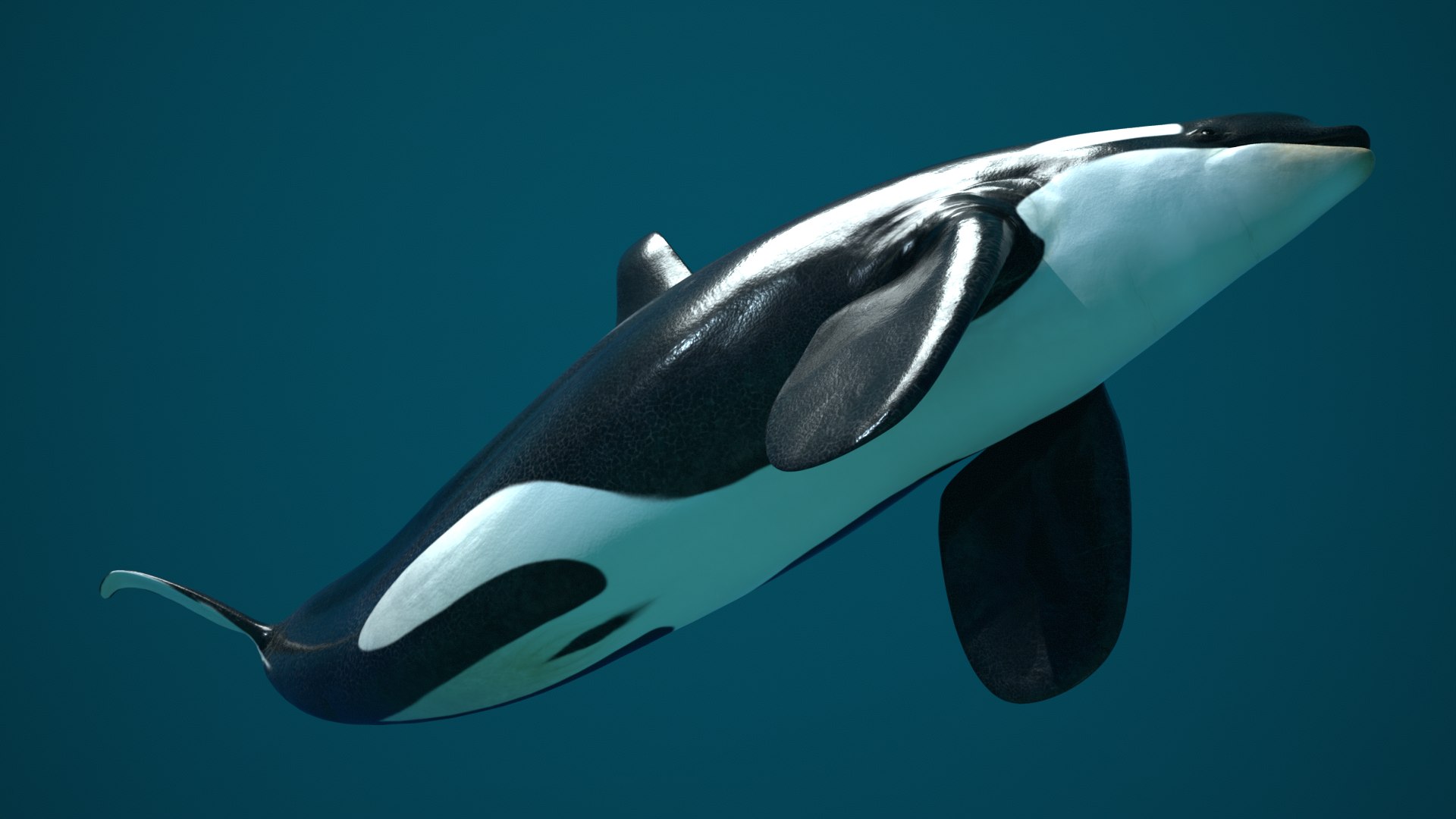 3D Killer Whale Rigged Animated Orca Realistic Low Poly Model ...