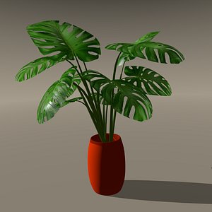 blend swiss cheese plant house