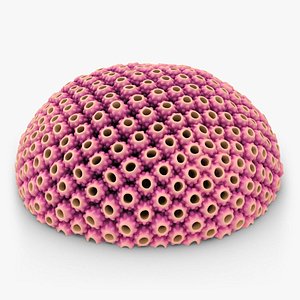 astreopora coral pink 3d max