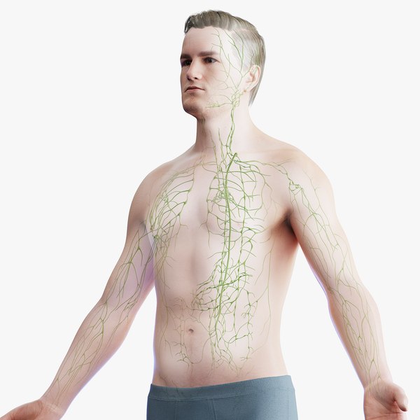 3D Human Male Body and Lymphatic Systems