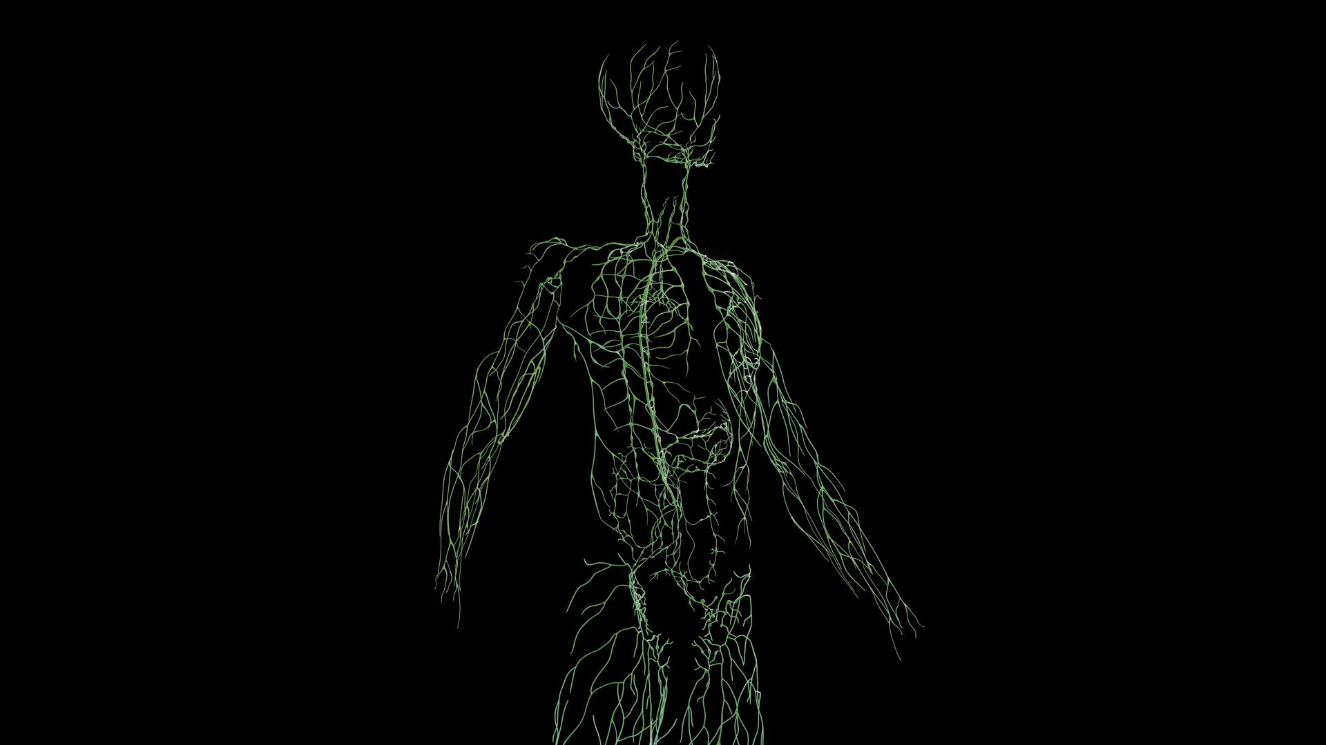 3D Human Male Body and Lymphatic Systems - TurboSquid 2012836