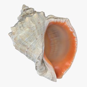 Seashell 01 model