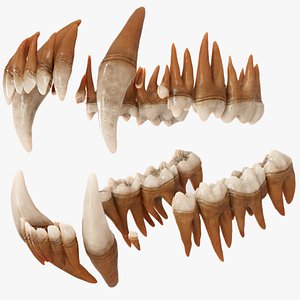 Polar Bear Teeth Dentition