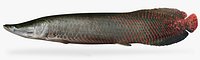 Arapaima