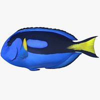Blue Tang