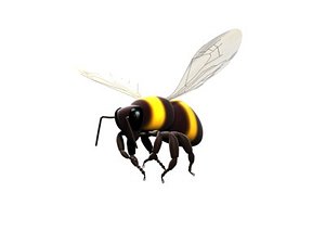 Bee