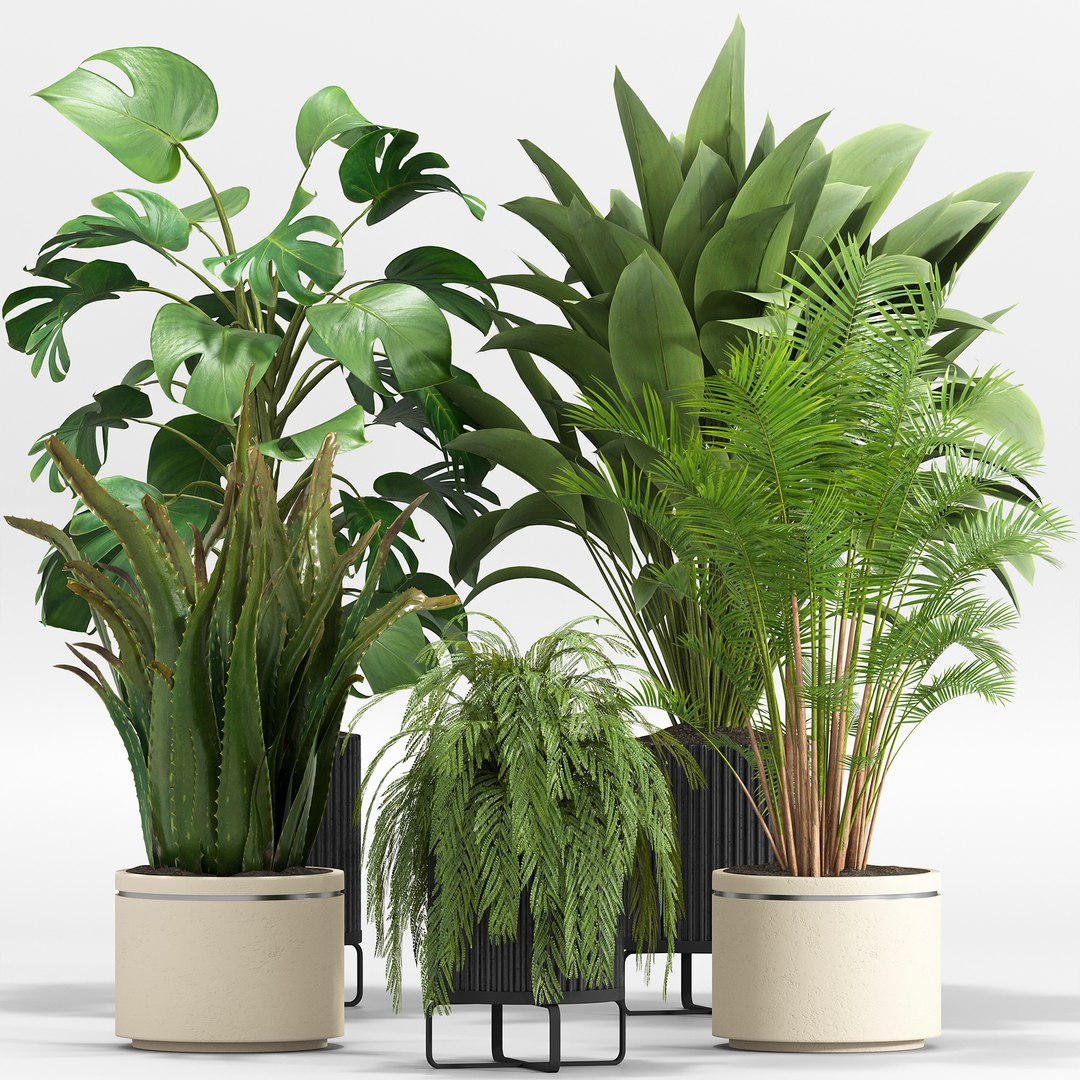 3D Indoor Plant Set 017 - TurboSquid 2079146