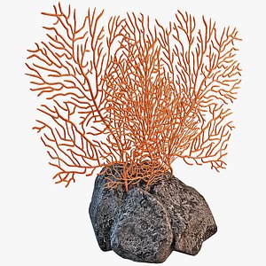 Sea Fan Coral