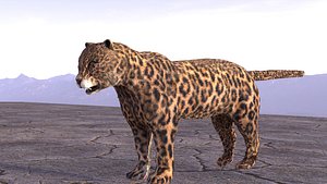 Leopard