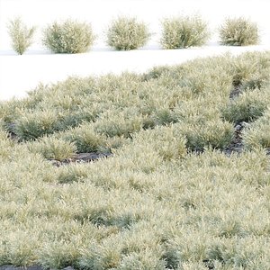 3D Low Poly Desert Cotton Grass collection vol 212 model