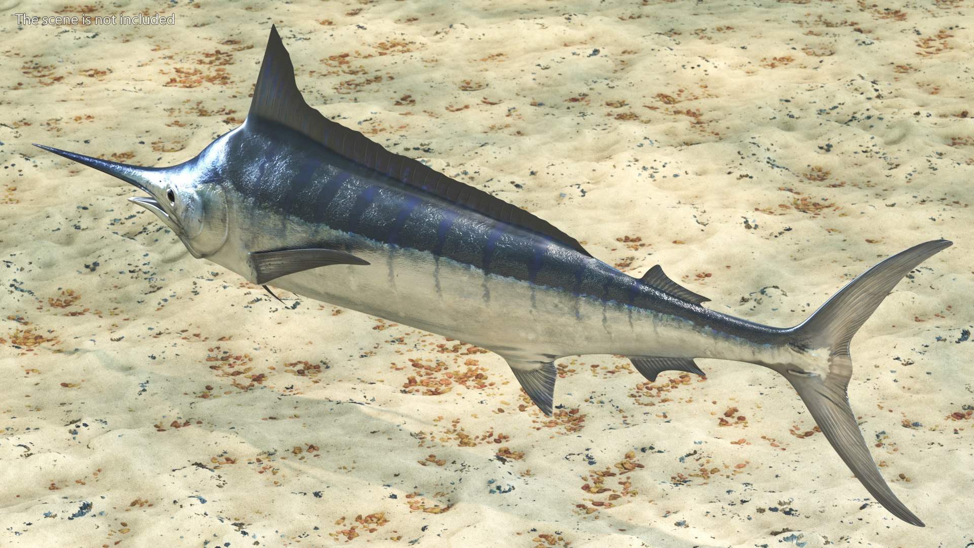 White Marlin Fish 3D Model - TurboSquid 1992404