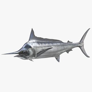 Florida Marlins Fish, 3D Print Model