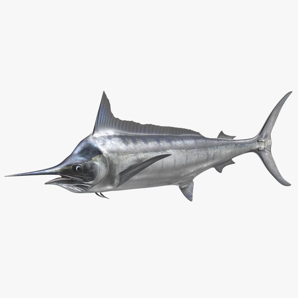 White Marlin Fish 3D model - TurboSquid 1992404