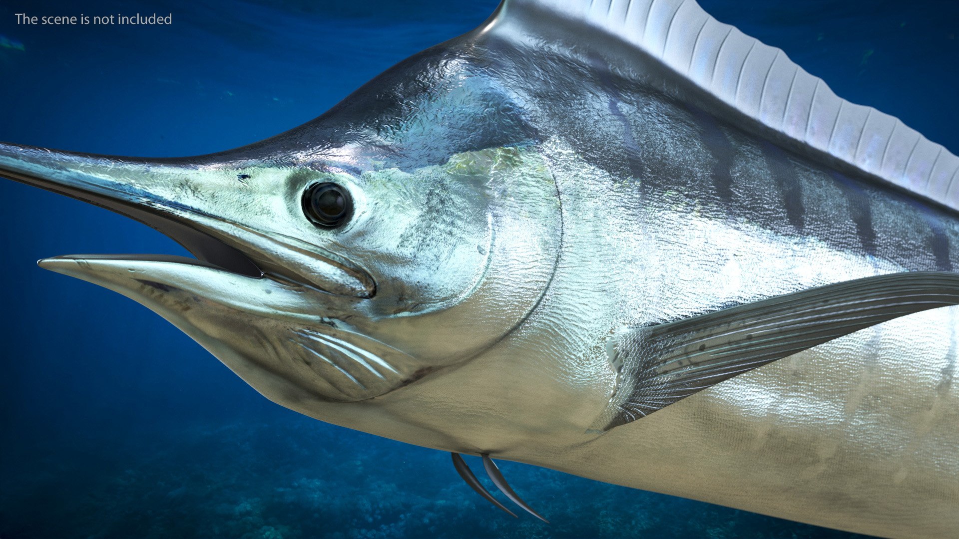 White Marlin Fish 3D Model - TurboSquid 1992404