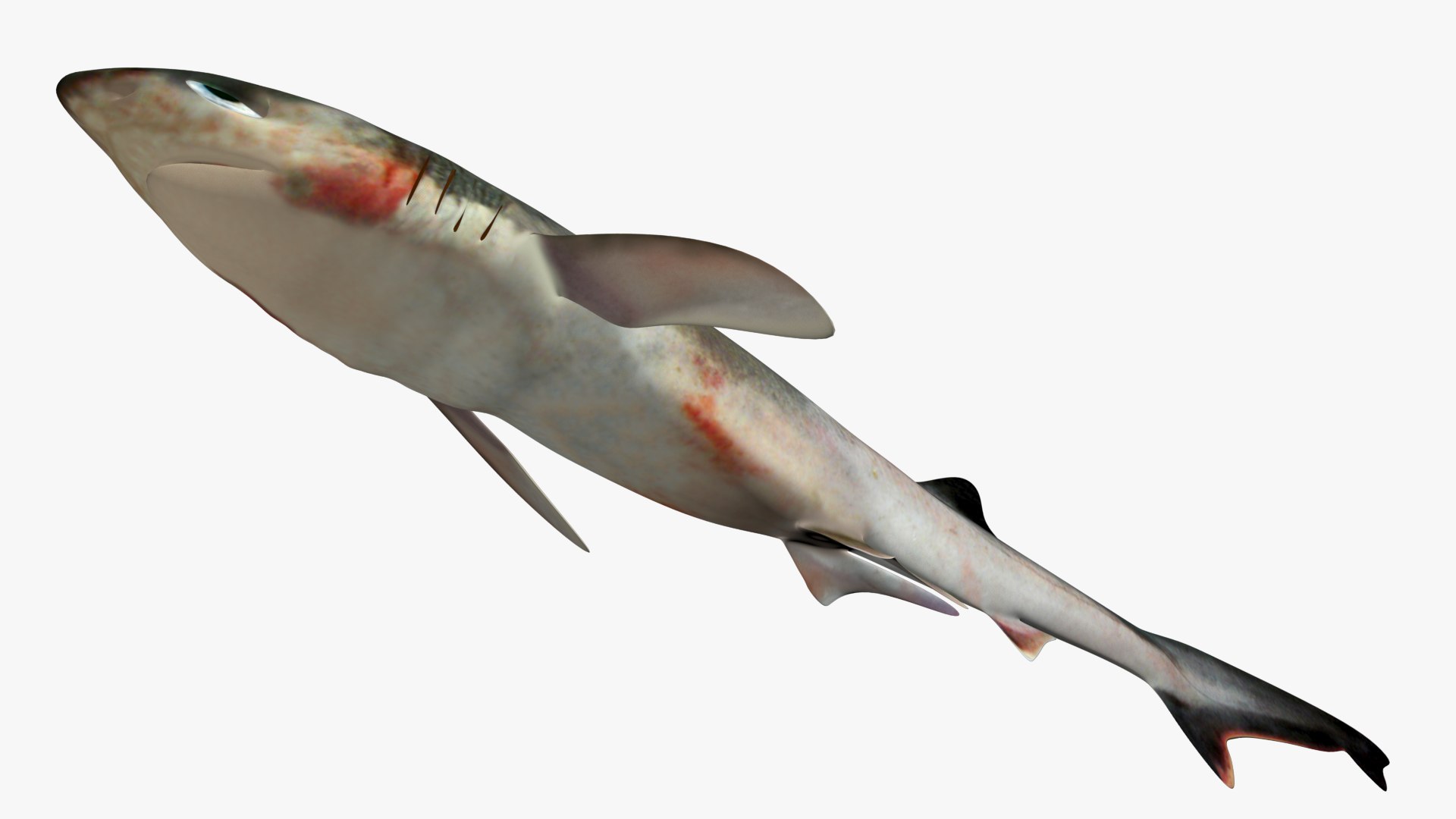Sharpnose sevengill shark 2 3D https://p.turbosquid.com/ts-thumb/K7/puPkvb/2n/2/jpg/1628603532/1920x1080/fit_q87/39946d1246ff90e85b3d4ecba3a5d65f3fbefa1c/2.jpg