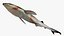 Sharpnose sevengill shark 2