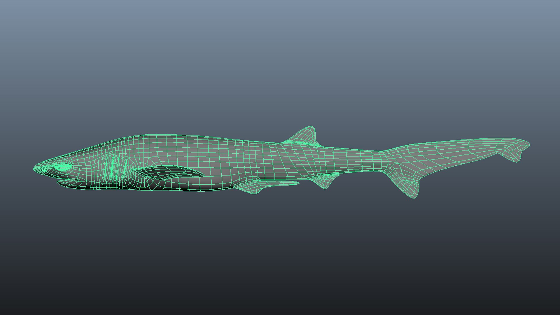 Sharpnose sevengill shark 2 3D https://p.turbosquid.com/ts-thumb/K7/puPkvb/63/wire/jpg/1628603533/1920x1080/fit_q87/6c2402e52867ff4b3df5e64edaf7c62c3f6db772/wire.jpg