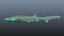 Sharpnose sevengill shark 2