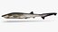 Sharpnose sevengill shark 2