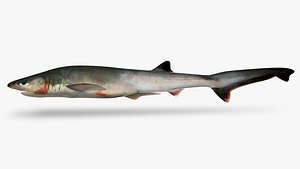 Sharpnose sevengill shark 2