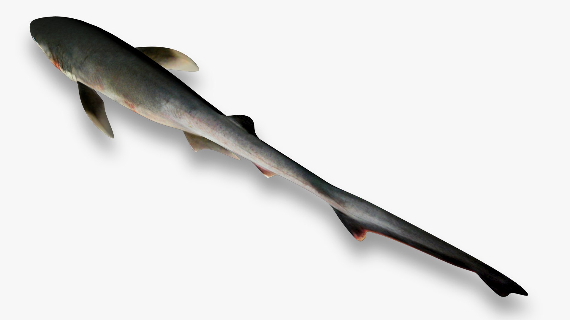 Sharpnose sevengill shark 2 3D https://p.turbosquid.com/ts-thumb/K7/puPkvb/KL/5/jpg/1628603533/1920x1080/fit_q87/d5133290f83cc09a5e98e133d74c9fb7c1cb52c7/5.jpg