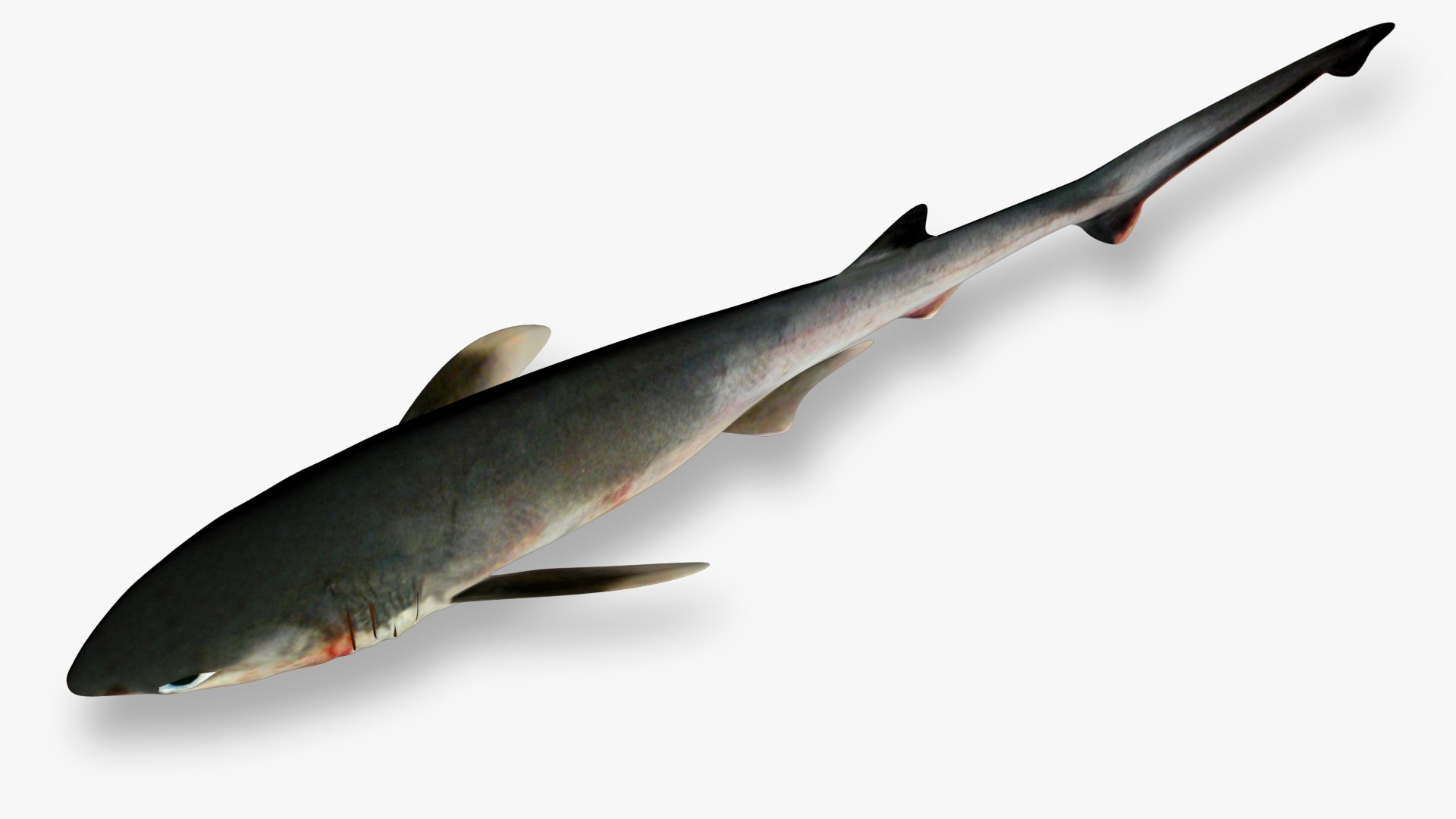 Sharpnose sevengill shark 2 3D https://p.turbosquid.com/ts-thumb/K7/puPkvb/gF/4/jpg/1628603531/1920x1080/fit_q87/a9b2acaac2075001deee02529e8b94ccd193feaa/4.jpg