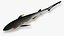 Sharpnose sevengill shark 2