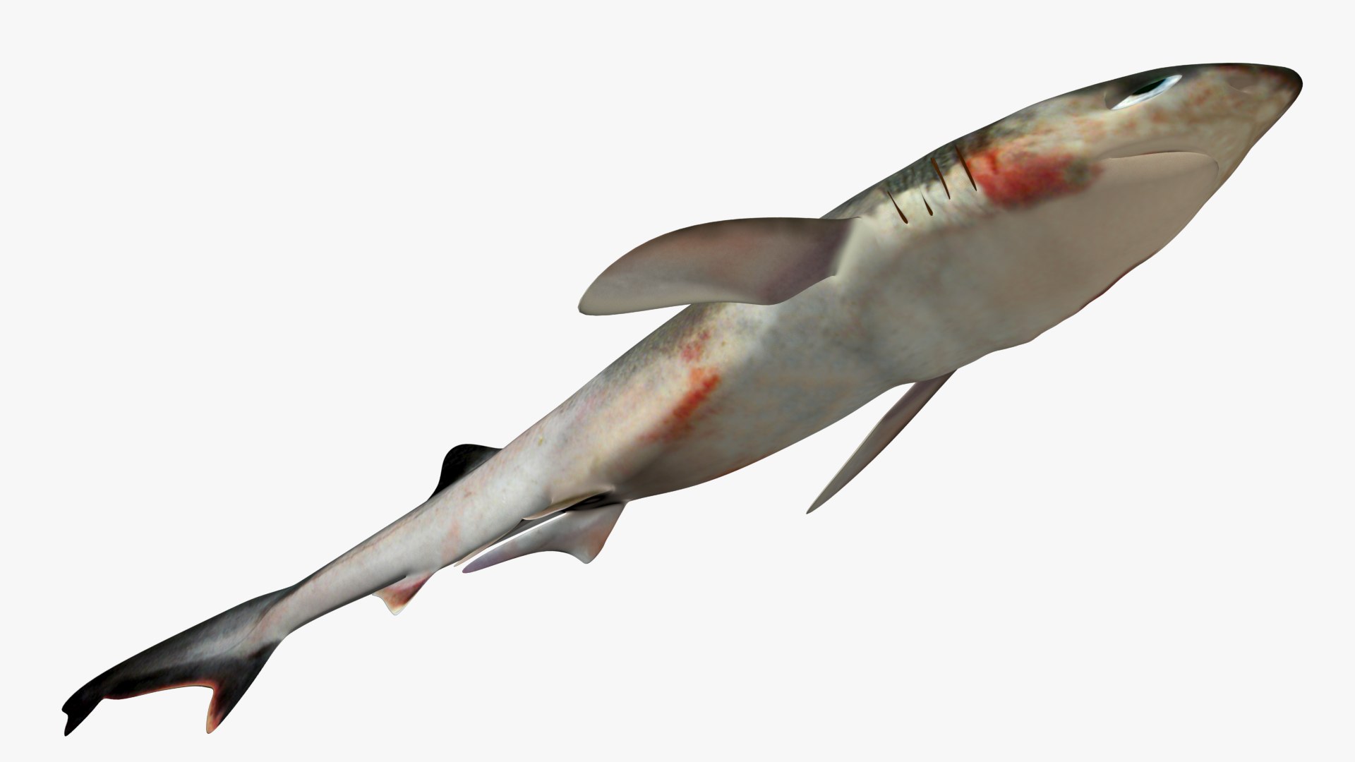 Sharpnose sevengill shark 2 3D https://p.turbosquid.com/ts-thumb/K7/puPkvb/t7/3/jpg/1628603533/1920x1080/fit_q87/94ac67065c2a7a6d95f252dc791713a0a748a541/3.jpg