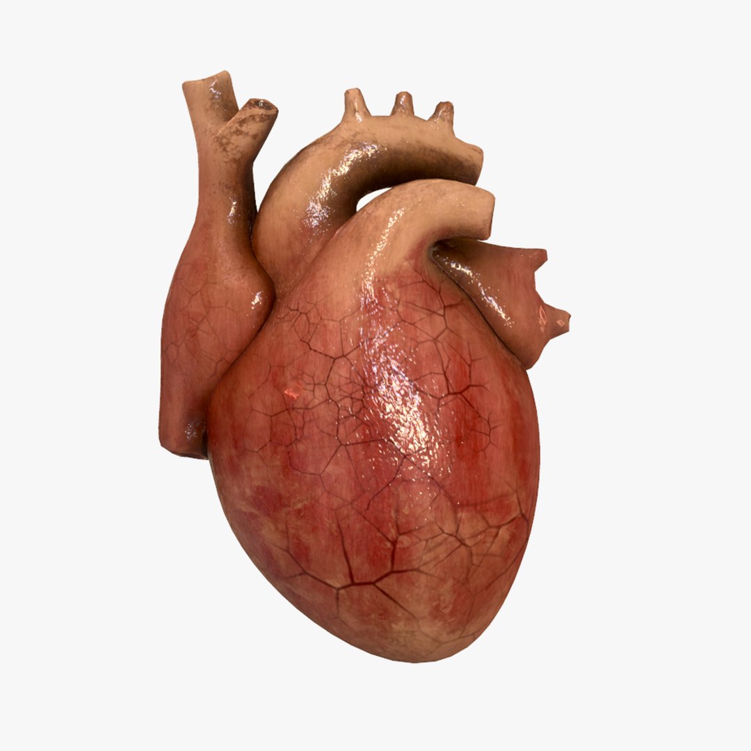 3D heart science - TurboSquid 1664630