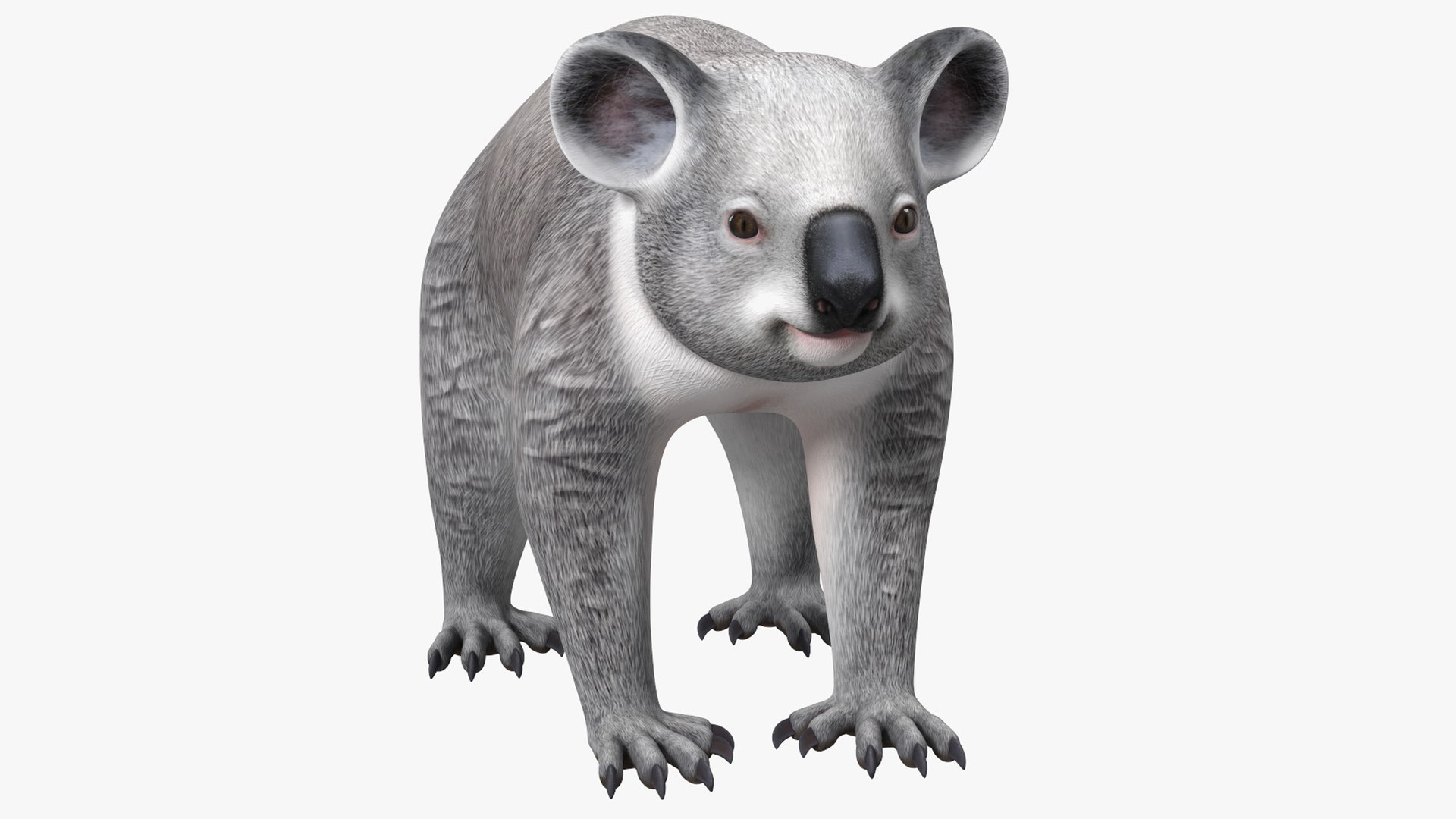 Australian Koala Rigged for Maya 3D model preview