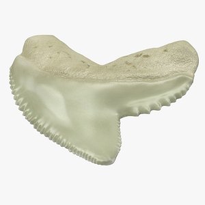 Tiger Shark Tooth Galeocerdo Aduncus 3D Model