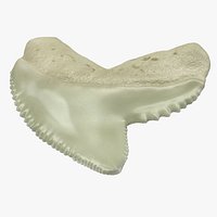 Tiger Shark Tooth Galeocerdo Aduncus 3D Model